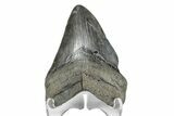 Fossil Megalodon Tooth - South Carolina #168062-1